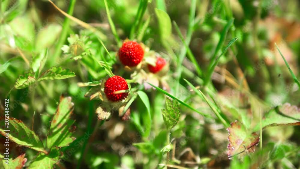Wild forest red berry, wild strawberry Wild forest red berry, wild strawberry