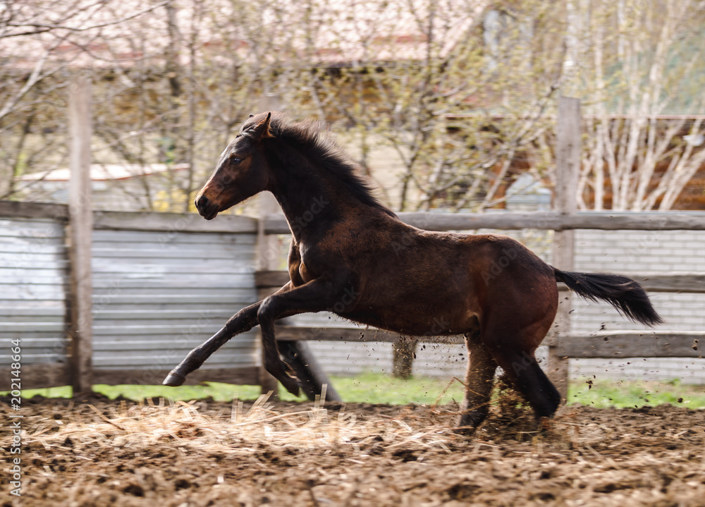 Brown colt walking outdoors in summer Brown colt walking outdoors in summer