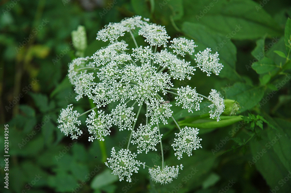 Angelica Archangel Flower 高山植物 シシウドの花 Stock Photo Adobe Stock Angelica Archangel Flower 高山植物 シシウドの花 Stock Photo Adobe Stock