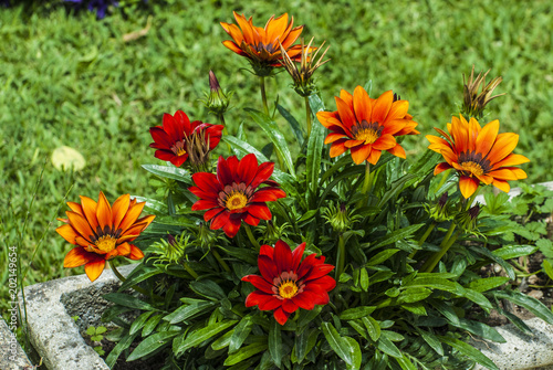 Gazania