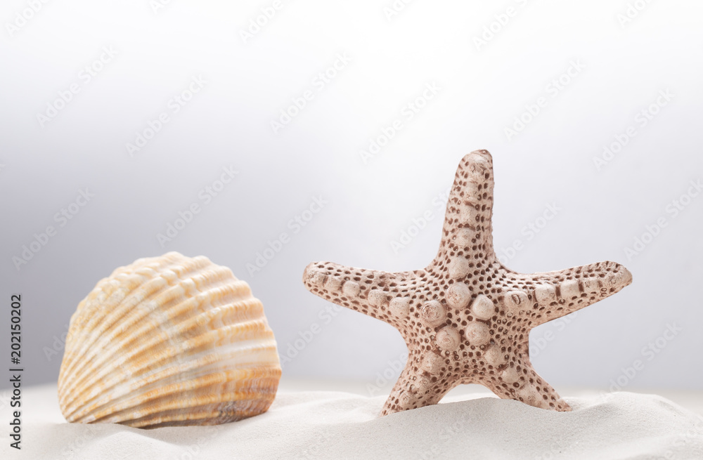 Eine Muschel und ein Seestern auf hellem Hintergrund Eine Muschel und ein Seestern auf hellem Hintergrund