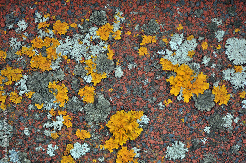 The lichen which grows on a roof creates bright and unique abstarktny patterns