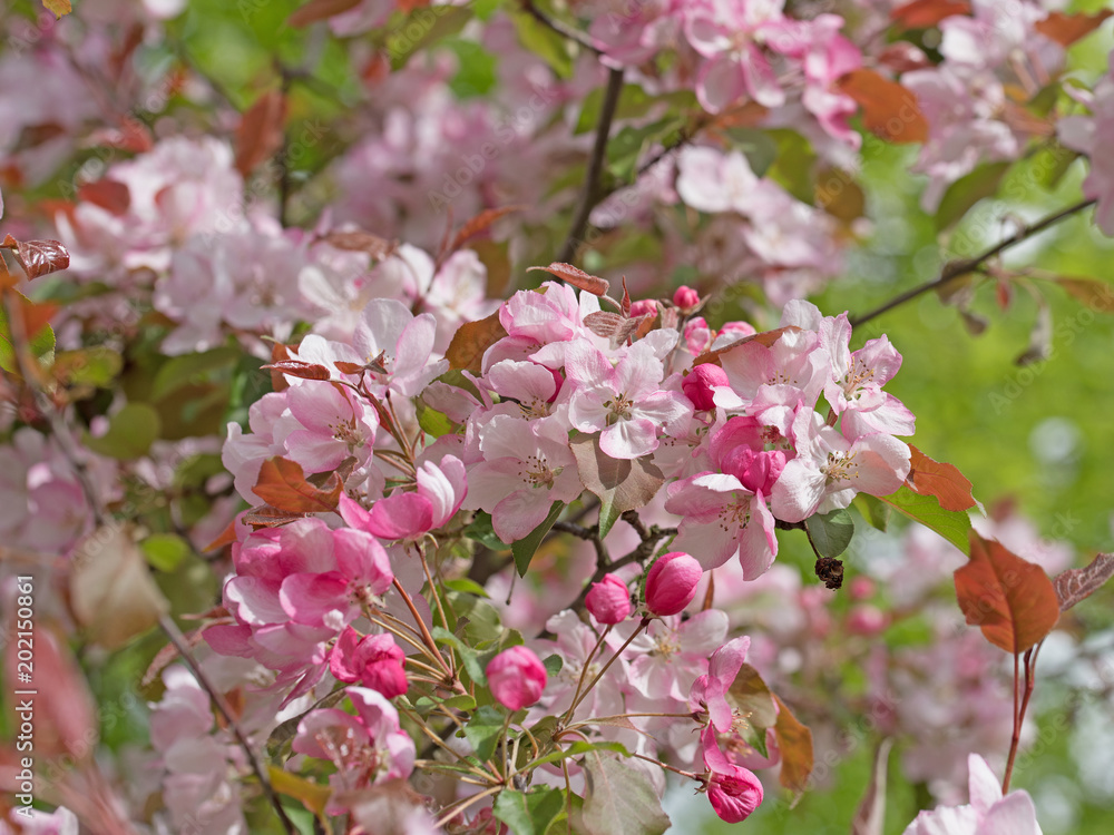 Blühender Zierapfel, Malus Blühender Zierapfel, Malus