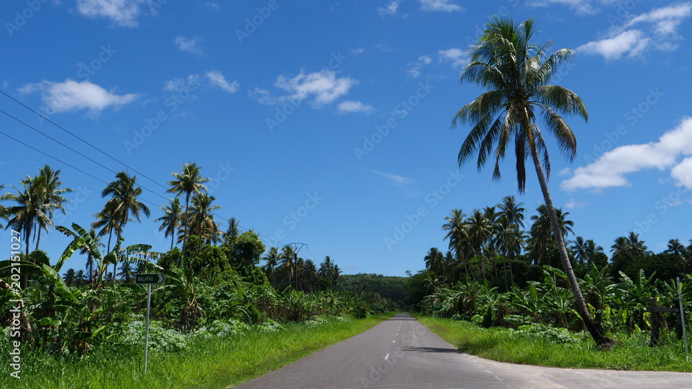 Lonely concrete road leading past large palm tree plantation on remote island. Lonely concrete road leading past large palm tree plantation on remote island.