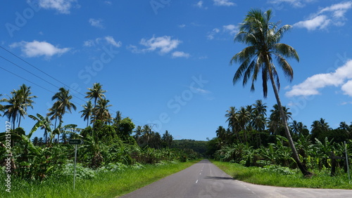 Lonely concrete road leading past large palm tree plantation on remote island.