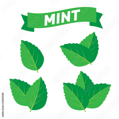 Mint green vector illustration set. Mint logo vector photo
