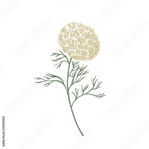Elegant flowers and leaves of Ammi visnaga or toothpick-plant hand drawn on white background. Beautiful flowering plant or wildflower. Natural botanical vector illustration in antique style. photo