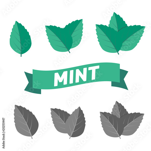 Mint green vector illustration set. Mint logo vector
