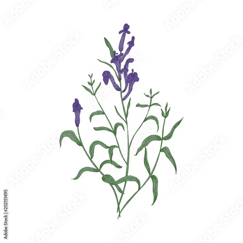 Gorgeous Baikal skullcap flowers and leaves hand drawn on white background. B...