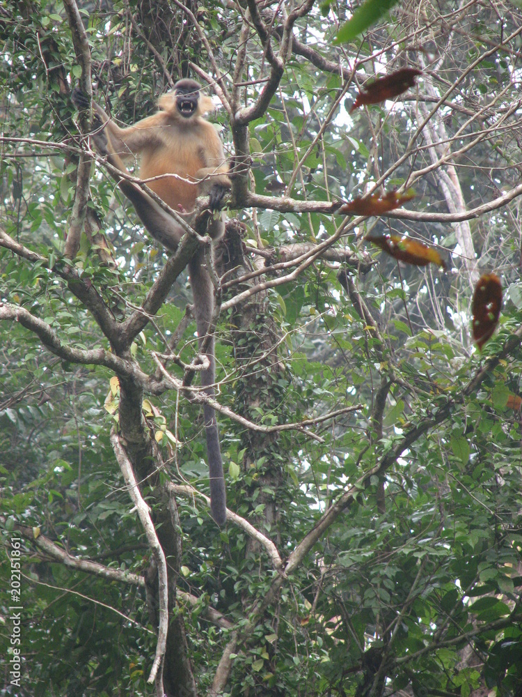 Fototapeta premium Indian Animals