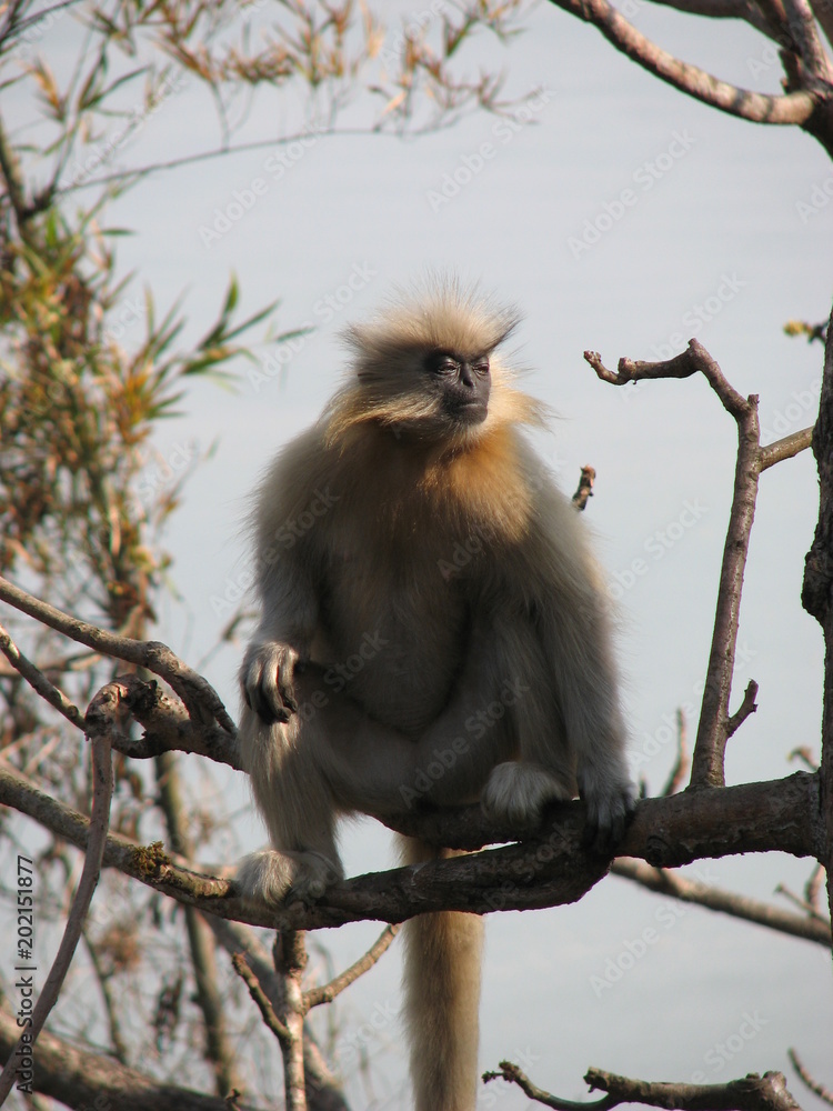 Fototapeta premium Indian Animals