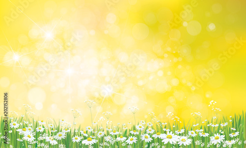 Vector nature background, daisy flowers field.