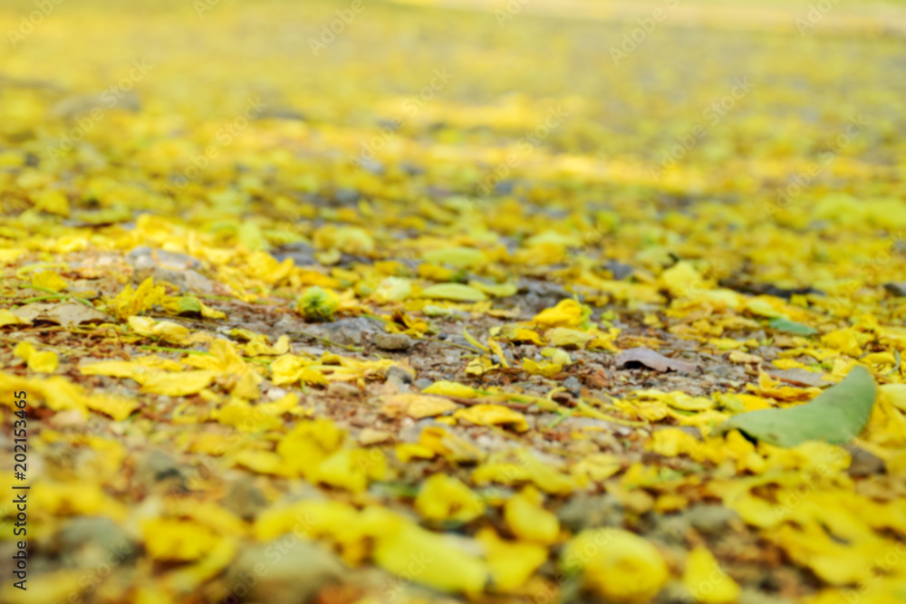 Soft focus blurred yellow flower fall on ground for background Soft focus blurred yellow flower fall on ground for background