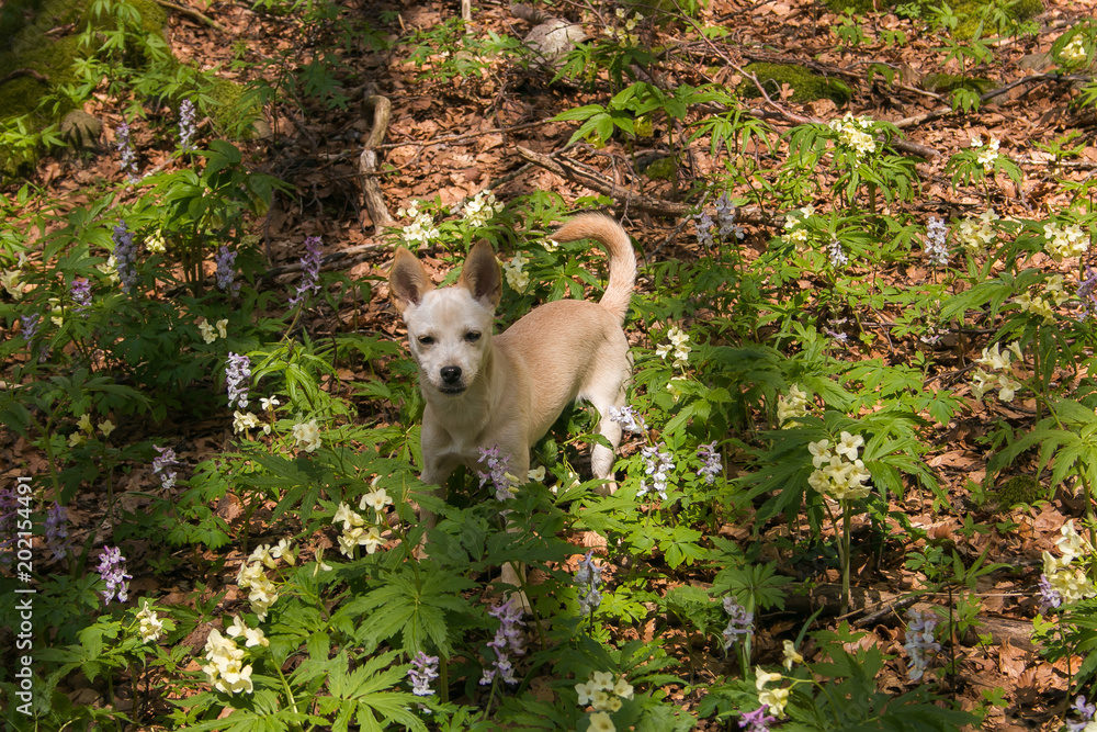 Obraz premium Portrait of sweet white dog in the forest