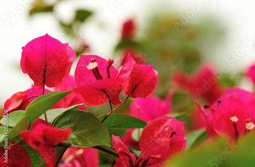 Beautiful blooming bougainvillea flowers in spring after rian