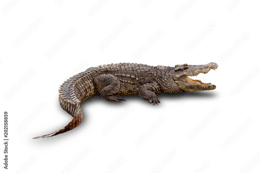 Naklejka premium asian crocodile isolated on white background