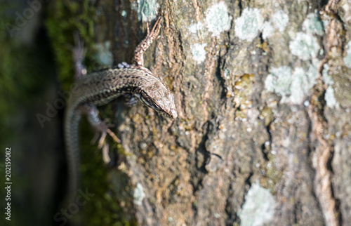Common lizard on a trunk in the Palatinate Forest. Germany