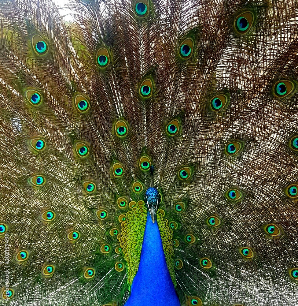 Obraz premium Pfau
