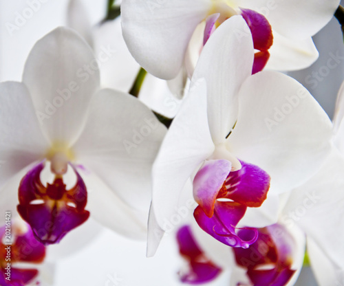 white orchid  chic  flower