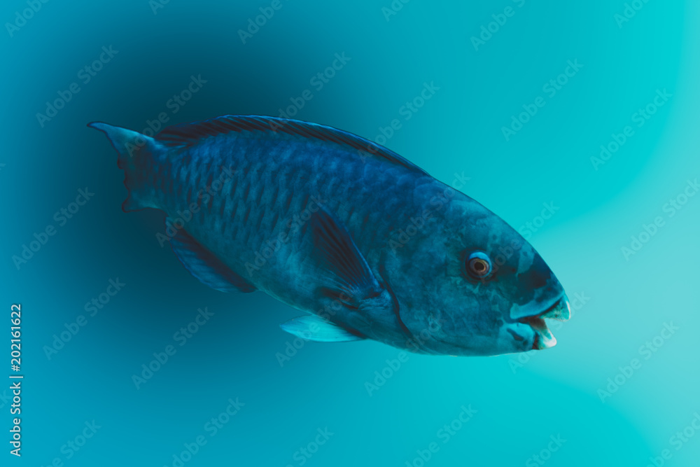 Obraz na plátně desktop image: blue green damselfish (chromis viridis)