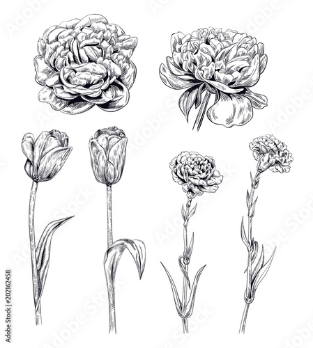 Set of black monochrome spring garden flowers: carnation, peony, tulip on white background. Hand draw illustrations for design, engraving vintage sketch style, botanical vector #202162458