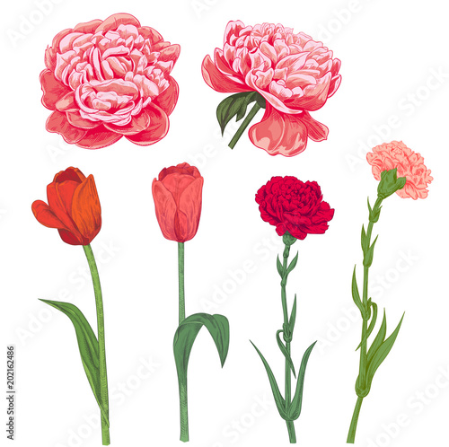 Set of red, pink spring garden flowers: carnation, peony, tulip on white background. Hand draw illustrations for design, engraving vintage sketch style, botanical vector