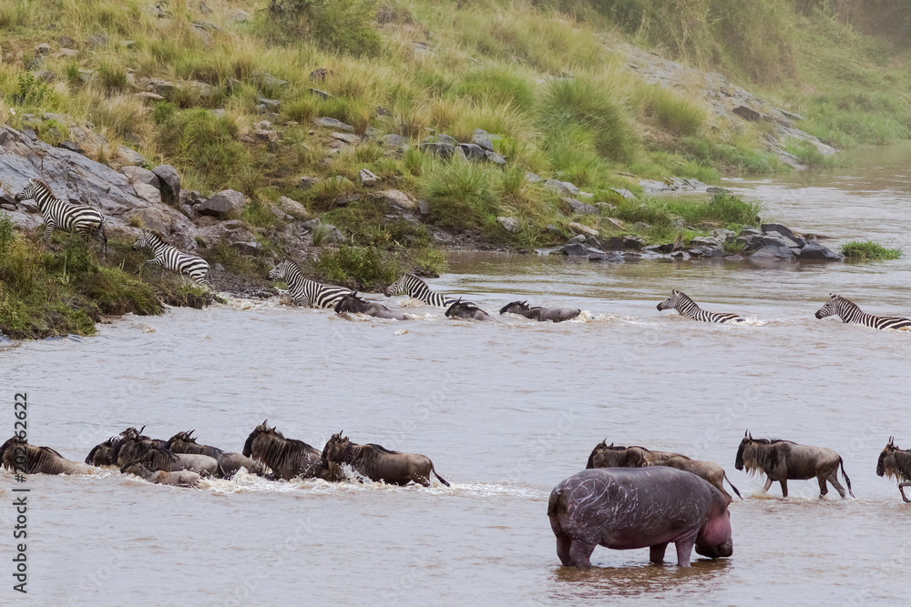 Migration of herbivores across the Mara River in Kenya. Masai Mara, Africa Migration of herbivores across the Mara River in Kenya. Masai Mara, Africa