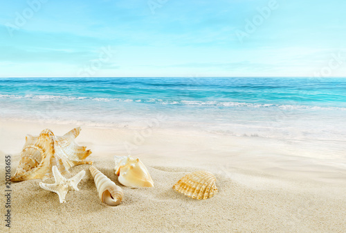 Tropical beach. Shells on the sand.