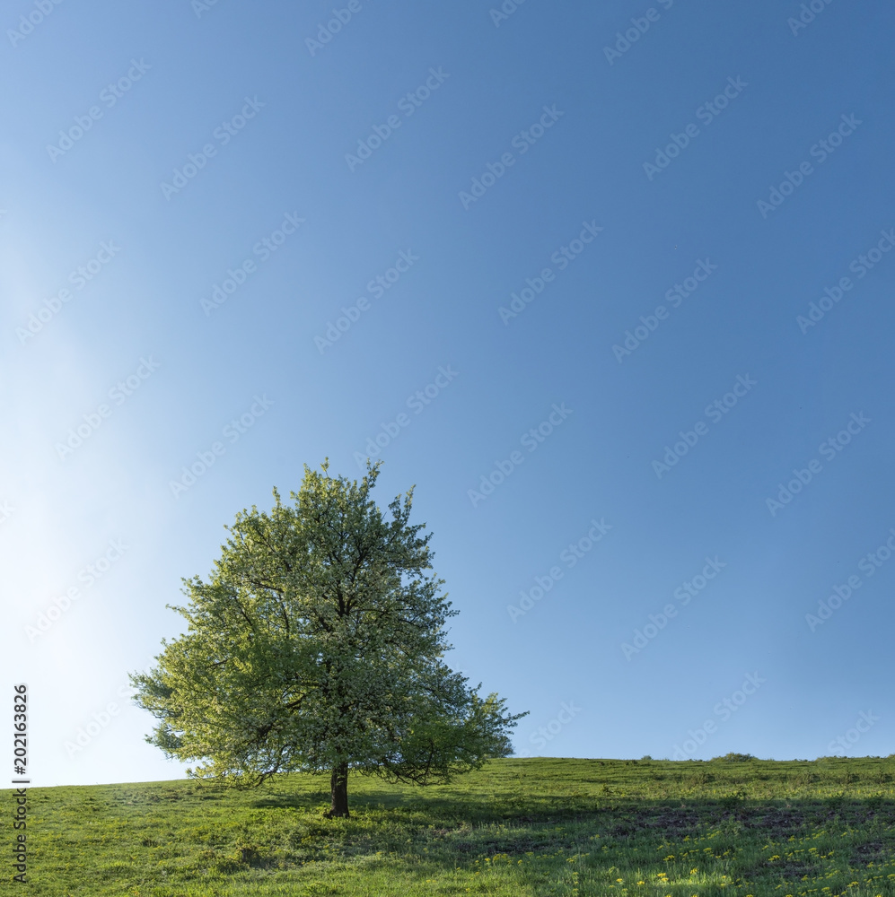 Fototapeta premium Tree blooming in spring in the sunshine under the blue sky