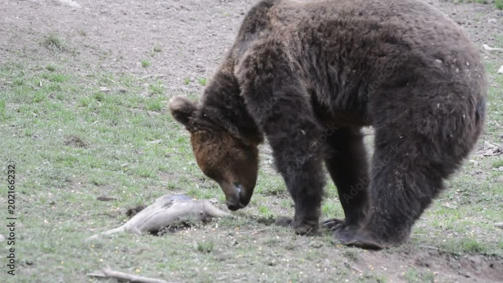 Brown bear in the Carpatian Mountains in Transylvania Brown bear in the Carpatian Mountains in Transylvania