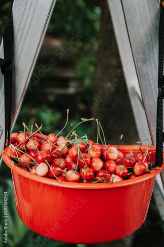 Ripe red cherry in plastic container