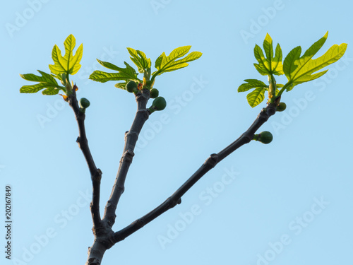 Branches and young leaves of a ficus tree in spring