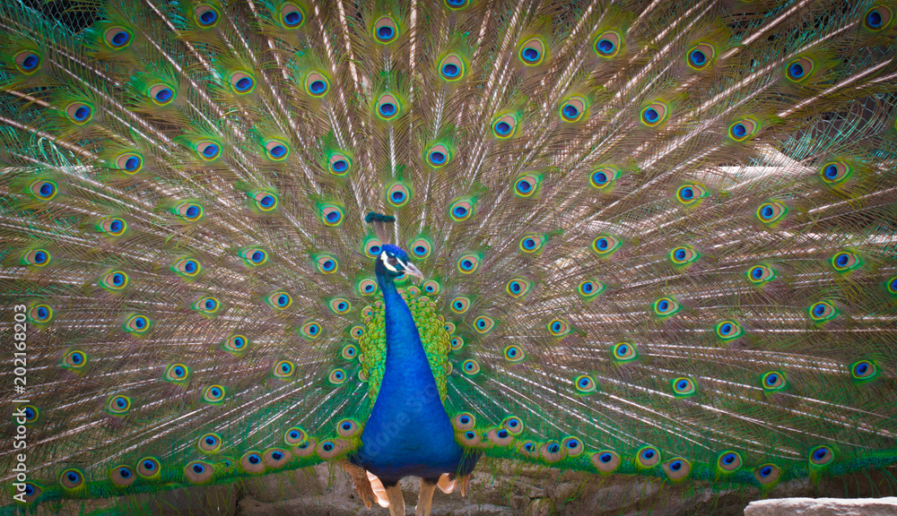 Obraz premium Peacock with open tail feathers