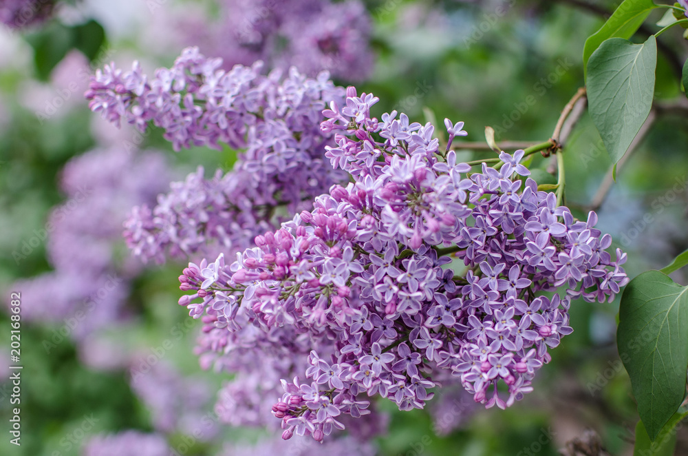May blooming lilac May blooming lilac