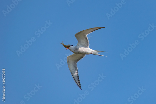 Common Tern wild bird in flight struggling to swallow a fish