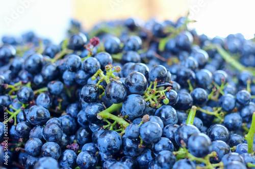 Black grapes, texture, selective focus. Blue grapes close-up as background photo