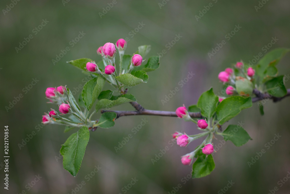 bloom of an apple tree on a blurred background bloom of an apple tree on a blurred background