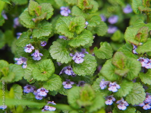 Glechoma hederacea syn.  Nepeta glechoma, Nepeta hederacea - ground-ivy, gill-over-the-ground, creeping charlie, alehoof, tunhoof, catsfoot, field balm, and run-away-robin