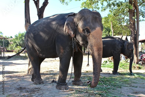 Photography Elephant,  standing under the tree,  it was have an interpreter with the chain