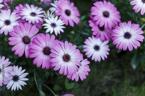 beautiful pink flowers in grass