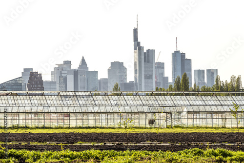 Gewächshäuser in Frankfurt Oberrad mit Skyline © helmutvogler
