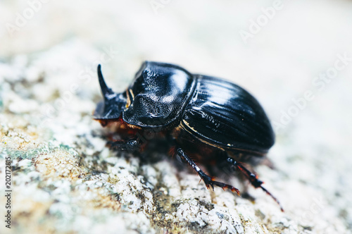rhinoceros beetle, macro view © alicefoxartbox