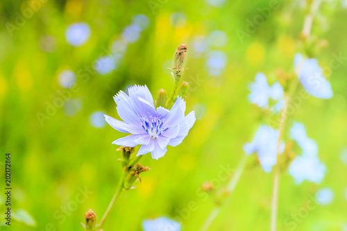 Wild chicory blooms in light blue in the meadow. Blue petals on a blurred background of greenery. Shallow depth of field.