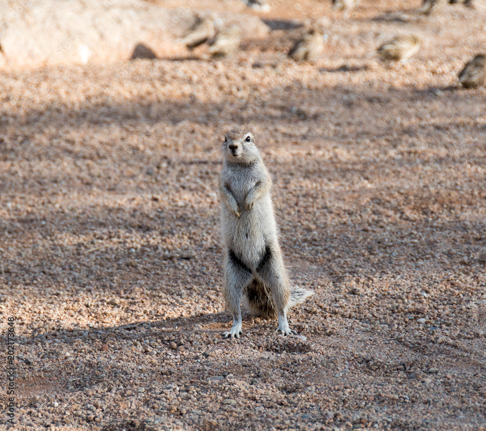 Fototapeta premium Ground squirrel 