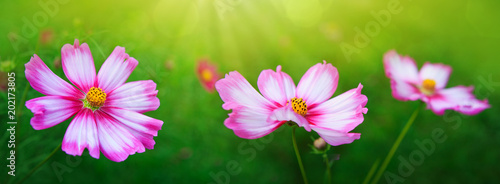 Pink cosmos flowers background.