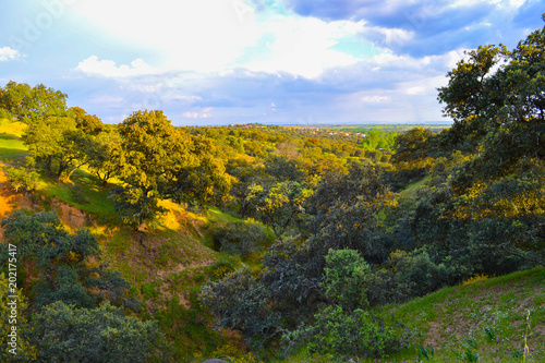 Peaceful evening in a green field with trees