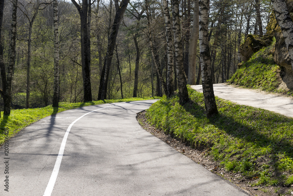 winding road and a path among the trees, a park, a forest