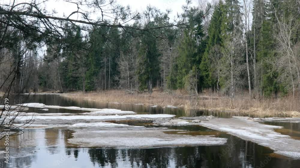 Spring, the flood on the forest river, the ice did not melt, the trees in the water. Spring, the flood on the forest river, the ice did not melt, the trees in the water.