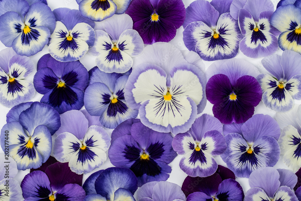 Viola wittrockiana Viola wittrockiana