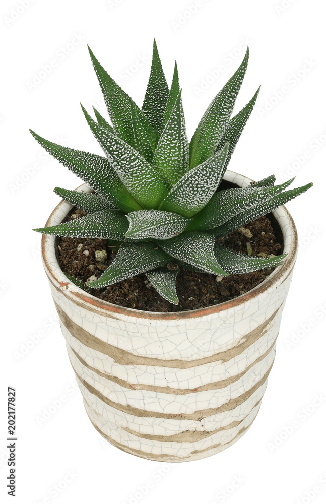 Haworthia isolated on white background Haworthia isolated on white background
